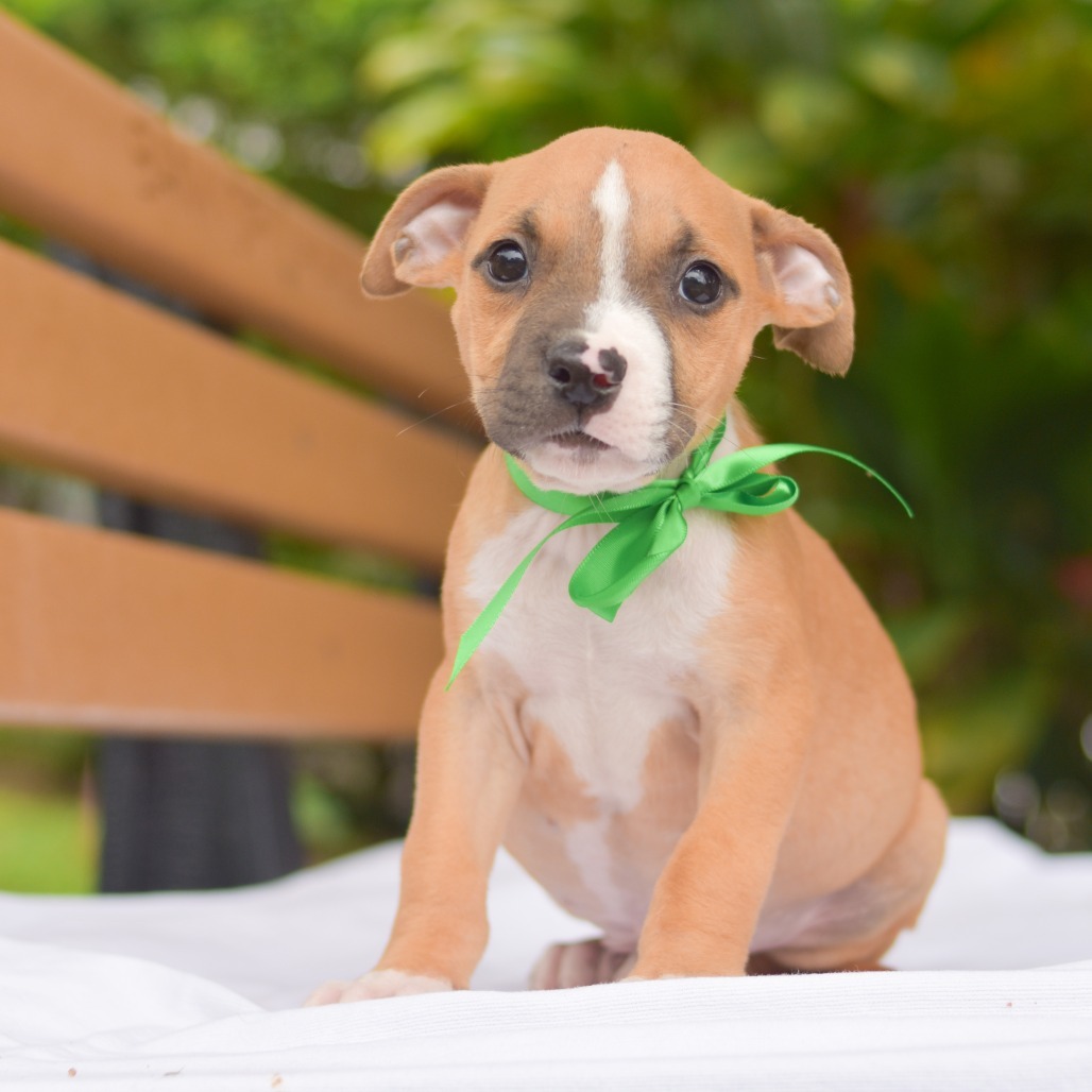 Littlefoot, an adoptable Mixed Breed in Kailua Kona, HI, 96740 | Photo Image 4