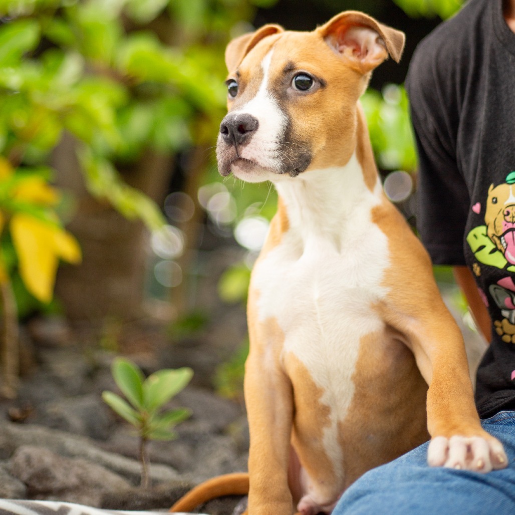Littlefoot, an adoptable Mixed Breed in Kailua Kona, HI, 96740 | Photo Image 5