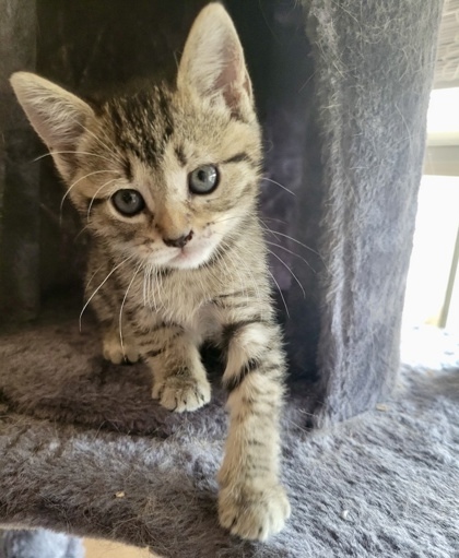 Paloma (pre adopt)
