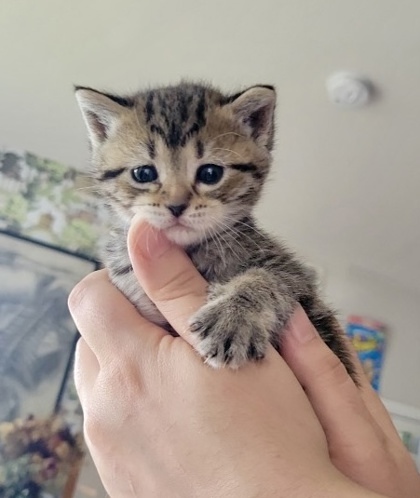 Paloma (pre adopt)