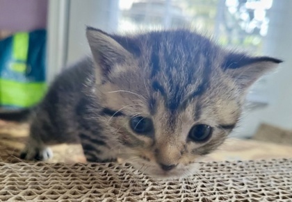 Paloma (pre adopt)