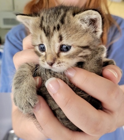 Sangria (pre adopt)