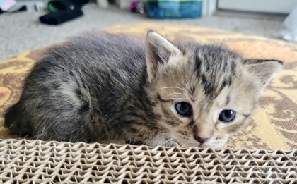 Sangria (pre adopt)