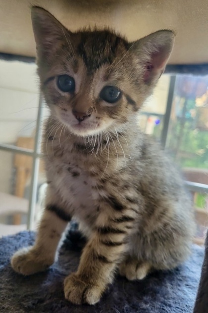 Mojito (pre adopt)