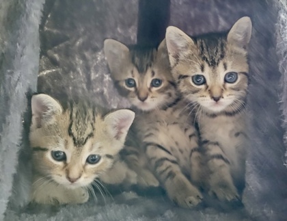 Mojito (pre adopt)