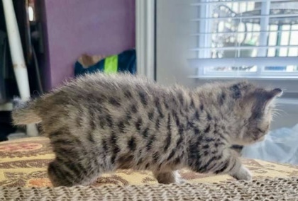 Mojito (pre adopt)