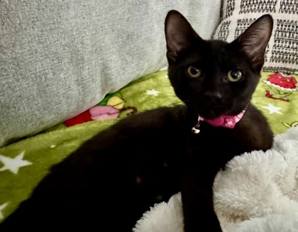 Inka (pre adopt)