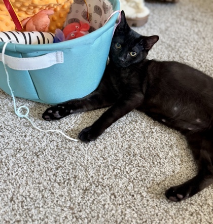 Inka (pre adopt)