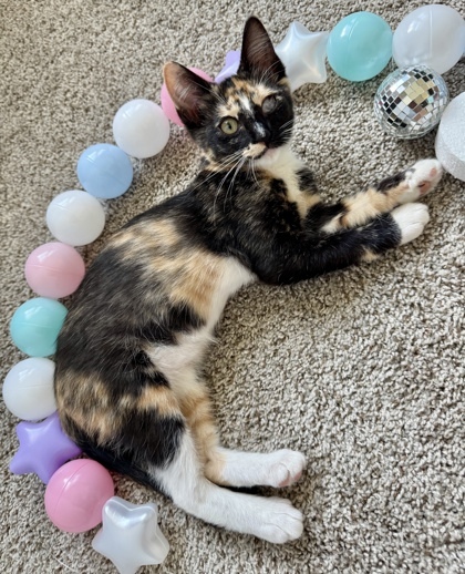 Penelope (pre adopt)