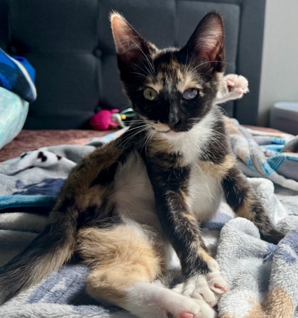 Penelope (pre adopt)