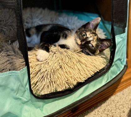 Penelope (pre adopt)