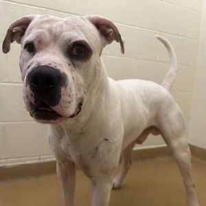 Shiner, Adult Male unknown