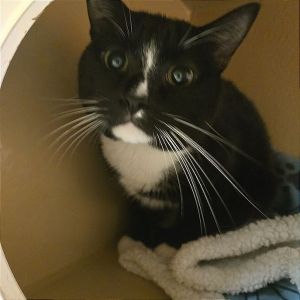 Biscuit, Adult Male unknown