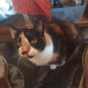 Missee, Senior Female unknown