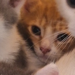 Larien, Baby Male unknown