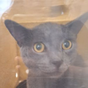 Mochi Grey, Adult Male unknown