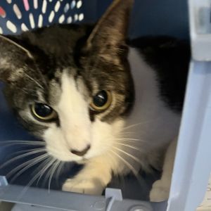Molly, Senior Female unknown