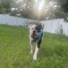 Bishop Oreo photo 1