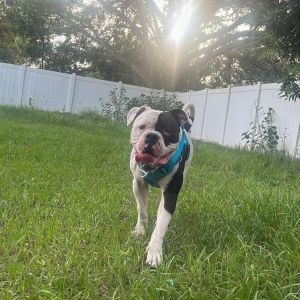 Bishop Oreo, Adult Male unknown