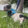 Bishop Oreo photo 2
