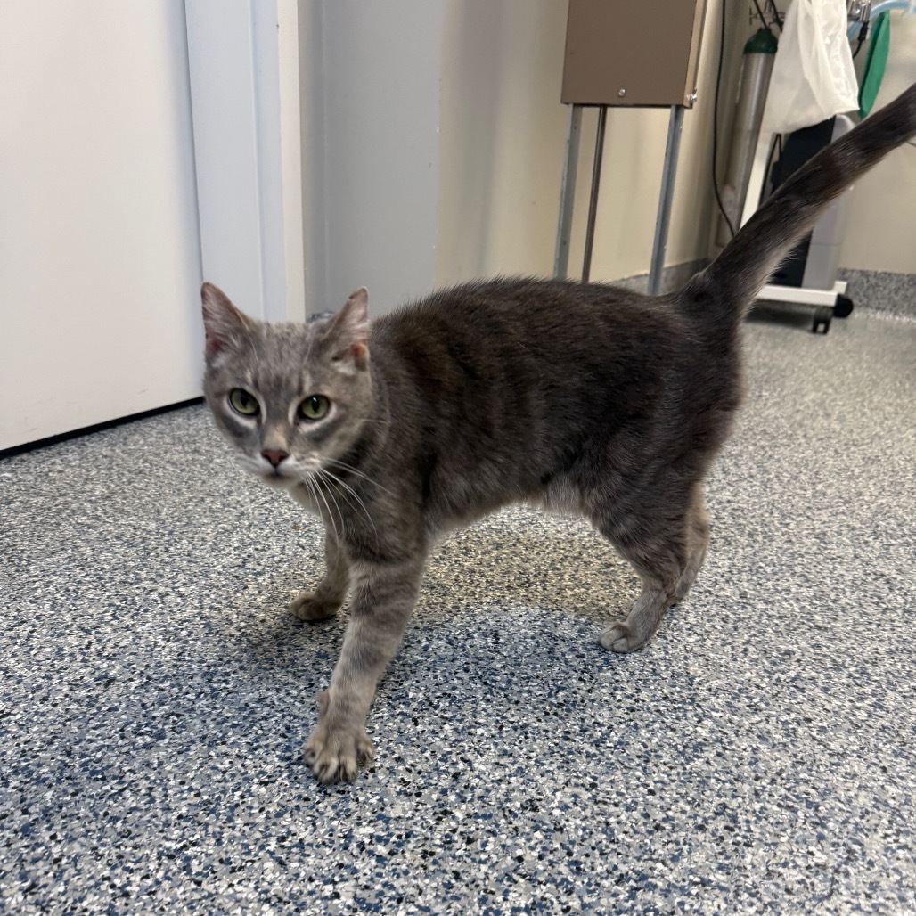 Larry, an adoptable Domestic Short Hair in Great Falls, MT, 59404 | Photo Image 1