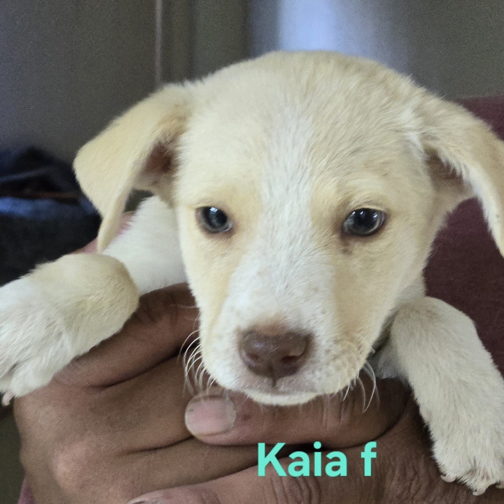 Kaia