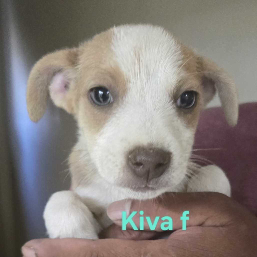 Kiva
