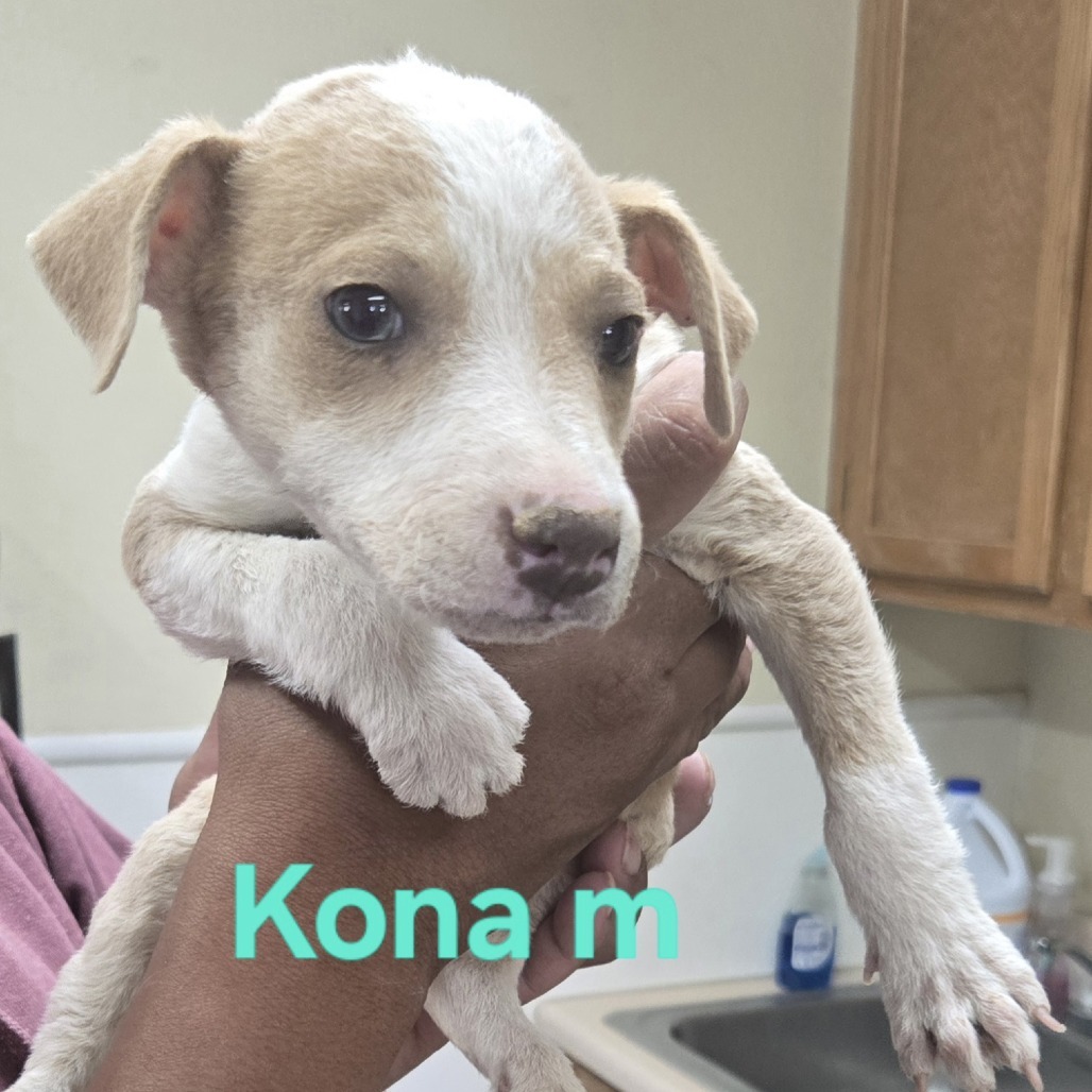 Koda