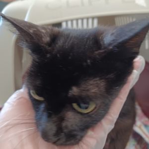 Luna, Adult Female unknown
