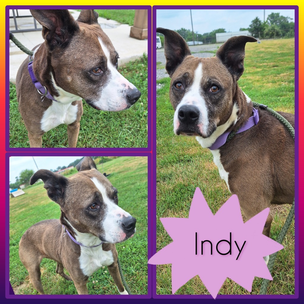 Indy