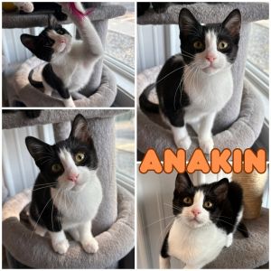Anakin - SR4, Baby Male unknown