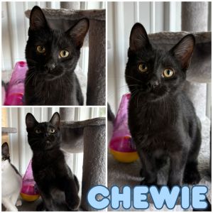 Chewie - SR4, Baby Male unknown