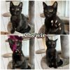 Chewie - SR4 photo 3