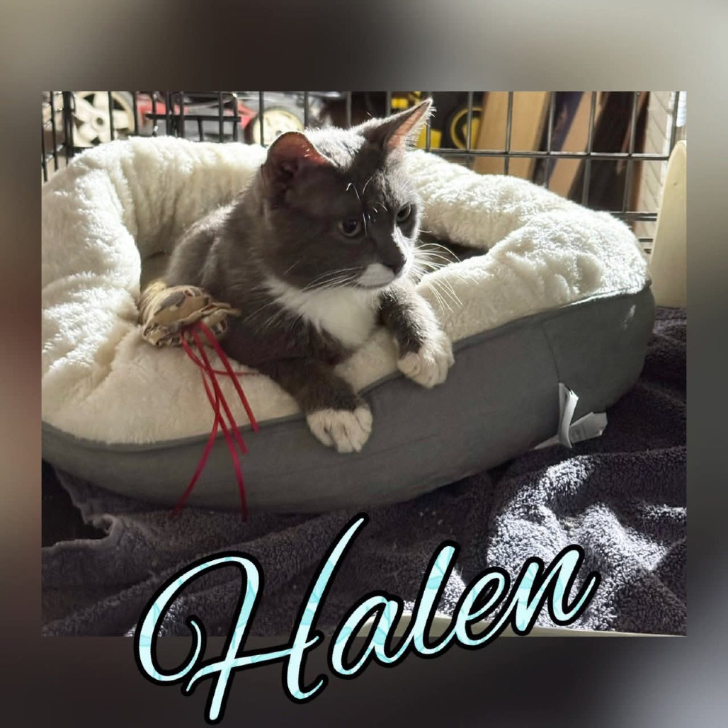 Halen