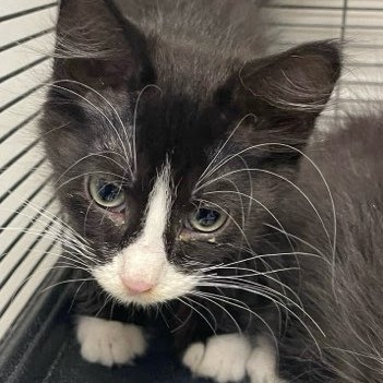 Whiskey, an adoptable Domestic Short Hair in Kingman, KS, 67068 | Photo Image 1