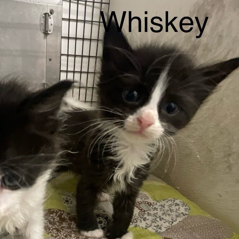 Whiskey, an adoptable Domestic Short Hair in Kingman, KS, 67068 | Photo Image 2