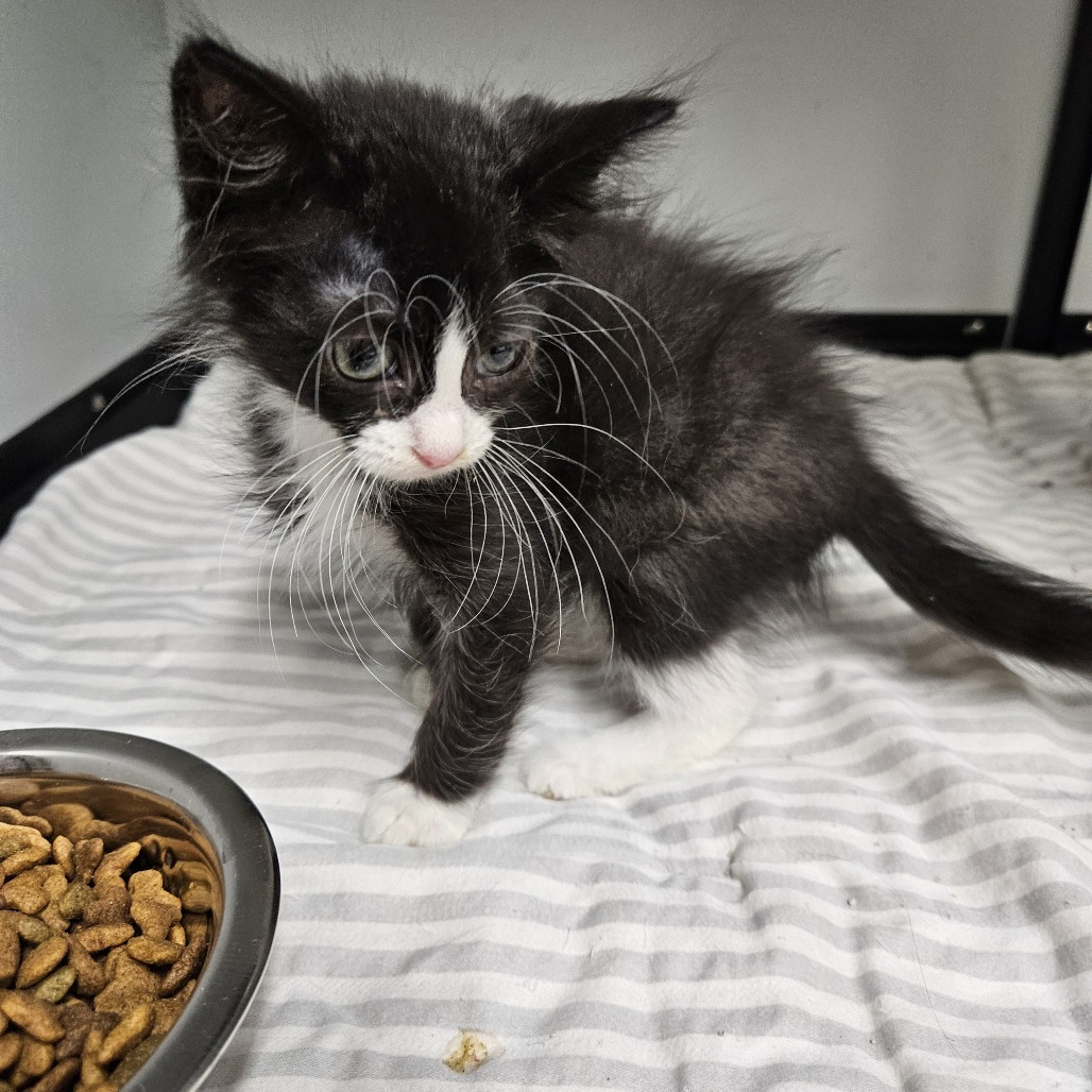 Gin, an adoptable Domestic Short Hair in Kingman, KS, 67068 | Photo Image 1