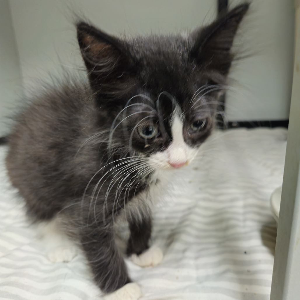 Gin, an adoptable Domestic Short Hair in Kingman, KS, 67068 | Photo Image 2