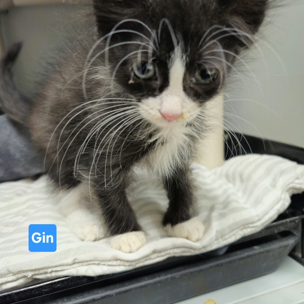 Gin, an adoptable Domestic Short Hair in Kingman, KS, 67068 | Photo Image 3