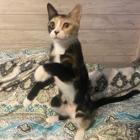 Amaretto, an adoptable Domestic Short Hair in Kingman, KS, 67068 | Photo Image 1