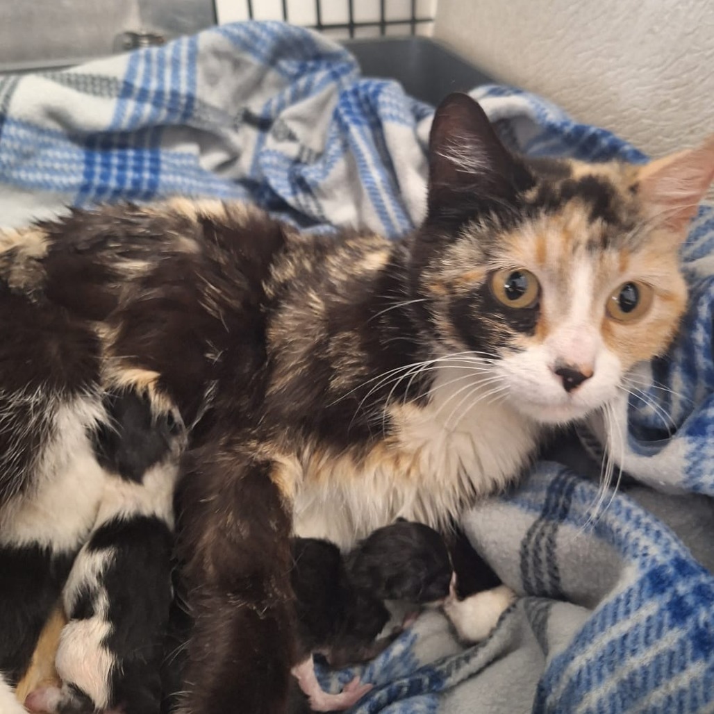 Amaretto, an adoptable Domestic Short Hair in Kingman, KS, 67068 | Photo Image 2