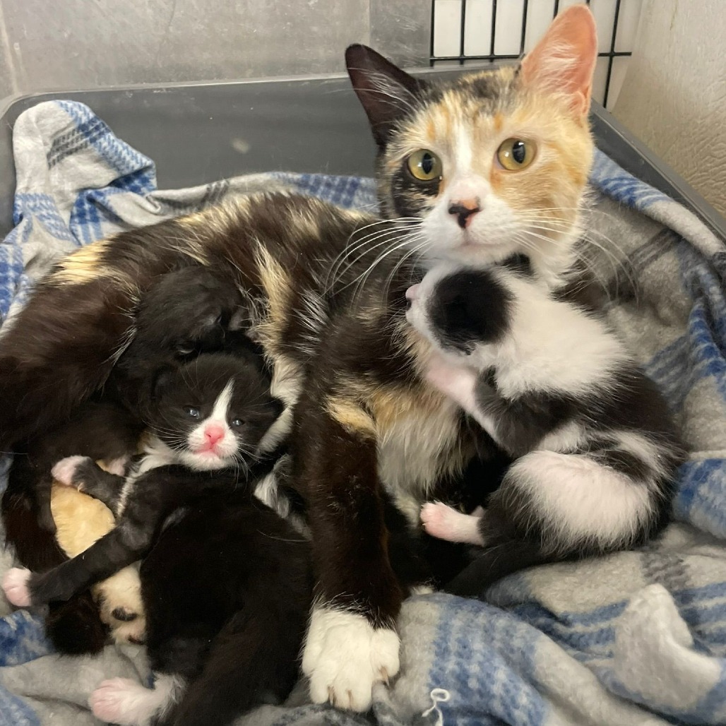 Amaretto, an adoptable Domestic Short Hair in Kingman, KS, 67068 | Photo Image 3
