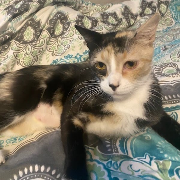 Amaretto, an adoptable Domestic Short Hair in Kingman, KS, 67068 | Photo Image 4