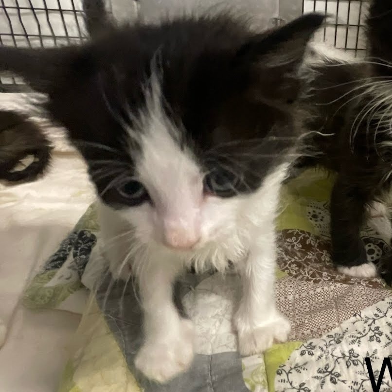 Rum, an adoptable Domestic Short Hair in Kingman, KS, 67068 | Photo Image 1