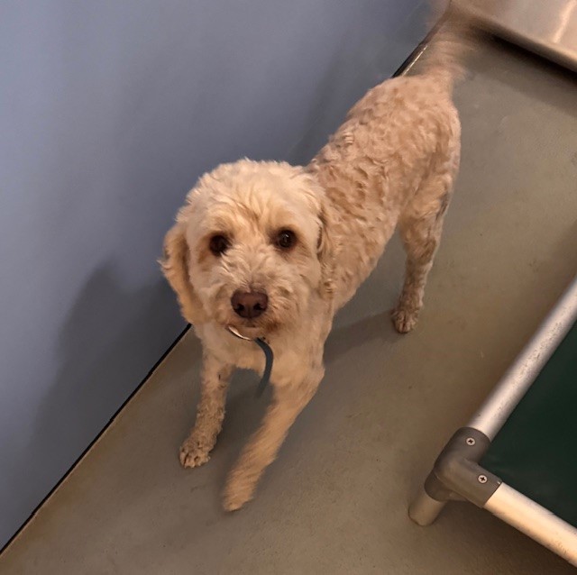 Adopt MANILLA