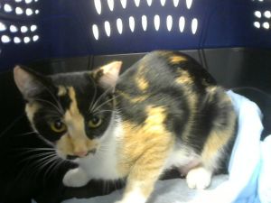 MILKSHAKE, Young Female unknown