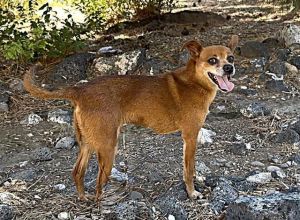 COPPER, Adult Male unknown