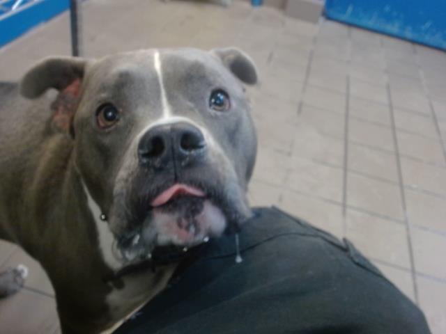NOVA