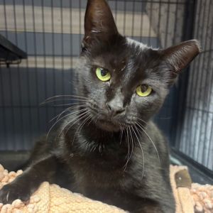 Peanut Butter, Adult Female unknown