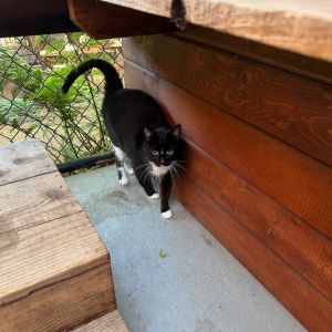 Ninja Kitti, Senior Female unknown